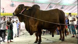 ৪২ (42) মণ ওজনের সুলতান এবার শেরপুরে কোরবানীর হাটে উঠবে 3 ৪২ (42) মণ ওজনের ‘সুলতান’ এবার শেরপুরে কোরবানীর হাটে উঠবে