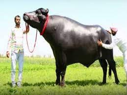 ৪২ (42) মণ ওজনের সুলতান এবার শেরপুরে কোরবানীর হাটে উঠবে 2 ৪২ (42) মণ ওজনের ‘সুলতান’ এবার শেরপুরে কোরবানীর হাটে উঠবে