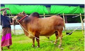 বরিশালে অনলাইন ও এফবিতে জমে উঠেছে কোরবানীর পশুর হাট 4 বরিশালে অনলাইন ও এফবিতে জমে উঠেছে কোরবানীর পশুর হাট