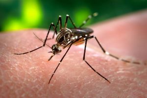 ডেঙ্গু এডিস মশা, Aedes Aegypti CDC Gathany Public Domain Image, US Government