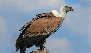 শকুন সচেতনতা