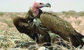 শকুন সচেতনতা