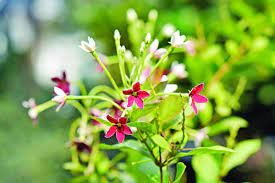 কুমিল্লায় ফুটপাতে ফুলের টবে দৃষ্টিনন্দন বাগান