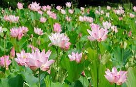 কুমিল্লায় ফুটপাতে ফুলের টবে দৃষ্টিনন্দন বাগান