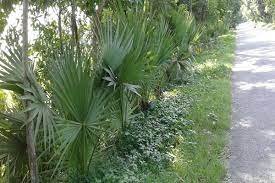 ঠাকুরগাঁওয়ে ৭ বছরে ৩৫ হাজার তালবীজ বপণ করে অনন্য দৃষ্টান্ত স্থাপন করেছেন খোরশেদ আলী 3 ঠাকুরগাঁওয়ে ৭ বছরে ৩৫ হাজার তালবীজ বপণ করে অনন্য দৃষ্টান্ত স্থাপন করেছেন খোরশেদ আলী