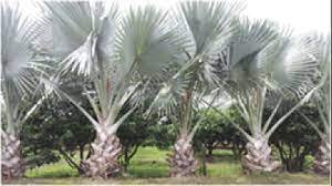 ঠাকুরগাঁওয়ে ৭ বছরে ৩৫ হাজার তালবীজ বপণ করে অনন্য দৃষ্টান্ত স্থাপন করেছেন খোরশেদ আলী 4 ঠাকুরগাঁওয়ে ৭ বছরে ৩৫ হাজার তালবীজ বপণ করে অনন্য দৃষ্টান্ত স্থাপন করেছেন খোরশেদ আলী