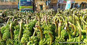 Banana Cultivation, কলা চাষ 5