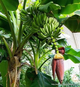 Banana Cultivation, কলা চাষ 5