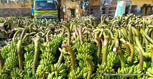 কলা চাষের কথা - মহিউদ্দীন খান আলমগীর 4 Banana Cultivation, কলা চাষ 5