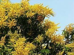 জয়পুরহাটে গাছে গাছে আমের মুকুল