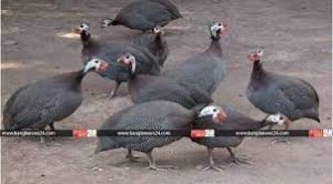 অল্প খরচে তিতির পাখি পালনে স্বাবলম্বী শাহ আলী 1 অল্প খরচে তিতির পাখি পালনে স্বাবলম্বী শাহ আলী