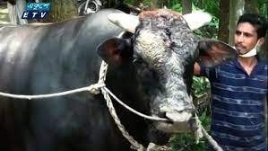 নাটোরের কালাতুফান পরম যত্নে রত্ন হয়ে উঠেছে 3 নাটোরের কালাতুফান