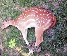 বাগেরহাটে হরিণের চামড়াসহ চার শিকারি আটক