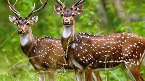 বাগেরহাটে হরিণের চামড়াসহ চার শিকারি আটক