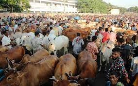 নড়াইল জেলায় কোরবানীর জন্য প্রস্তুত ৩৪ হাজার পশু