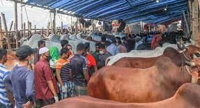 নড়াইল জেলায় কোরবানীর জন্য প্রস্তুত ৩৪ হাজার পশু