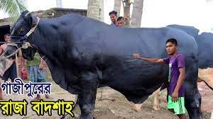 হবিগঞ্জের কোরবানীর হাটের আকর্ষণ রাজা ও বাদশা 3 হবিগঞ্জের কোরবানীর হাটের আকর্ষণ রাজা ও বাদশা