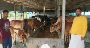 নওগাঁয় ৩ লাখ ৮০ হাজার ৪৯১টি কোরবানীর পশু পালন 1 নওগাঁয় ৩ লাখ ৮০ হাজার ৪৯১টি কোরবানীর পশু পালন