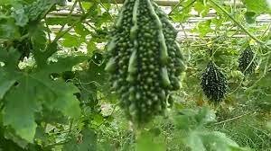 কুমিল্লার করলার তিতা মিষ্টি হাসি 3 কুমিল্লার করলার তিতা মিষ্টি হাসি