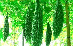 কুমিল্লার করলার তিতা মিষ্টি হাসি 2 কুমিল্লার করলার তিতা মিষ্টি হাসি