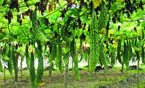 কুমিল্লার করলার তিতা মিষ্টি হাসি 1 কুমিল্লার করলার তিতা মিষ্টি হাসি