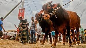 বাগেরহাটে কোরবানি এর জন্য প্রস্তুত ৩৭ হাজার পশু 2 বাগেরহাটে কোরবানি এর জন্য প্রস্তুত ৩৭ হাজার পশু