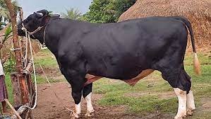 কুমিল্লার চৌদ্দগ্রামে কুরবানির হাটের আকর্ষণ ২৫ মণ ওজনের কালু