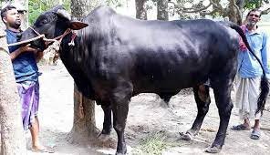 কুমিল্লার চৌদ্দগ্রামে কুরবানির হাটের আকর্ষণ ২৫ মণ ওজনের কালু