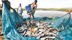 জয়পুরহাটে মাছ উৎপাদন ২২ হাজার ৫১৩ মেট্রিক টন 