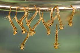 এডিসের লার্ভাঃ চট্টগ্রাম বিশ্ববিদ্যালয় গবেষকদল শনাক্ত করলেন নগরীর ১৫ স্পটে 