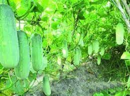 নড়াইলে ক্ষীরাই-শশা চাষিদের ভাগ্য বদলের গল্প 1 নড়াইলে ক্ষীরাই-শশা চাষিদের ভাগ্য বদলের গল্প