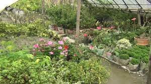 সেলিম রেজার নার্সারি যেনো রকমারী ফলের এক সাম্রাজ্য 3 সেলিম রেজার নার্সারি যেনো রকমারী ফলের এক সাম্রাজ্য