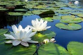 কুমিল্লার ঘুরঘার বিলে বেগুনি সাদা শাপলার সৌন্দর্যের হাতছানি