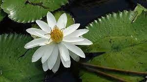 কুমিল্লার ঘুরঘার বিলে বেগুনি সাদা শাপলার সৌন্দর্যের হাতছানি