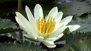 কুমিল্লার ঘুরঘার বিলে বেগুনি সাদা শাপলার সৌন্দর্যের হাতছানি