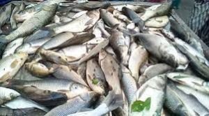 নওগাঁয় ২২ হাজার ৩৯৯ মেট্রিক টন উদ্বৃত্ত মাছ উৎপাদন 1 নওগাঁয় ২২ হাজার ৩৯৯ মেট্রিক টন উদ্বৃত্ত মাছ উৎপাদন