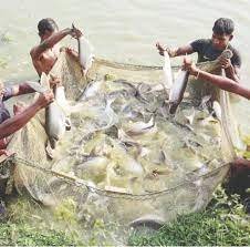 চাহিদার উদ্বৃত্ত মাছ উৎপাদন করছে ফেনীর মৎস্য চাষীরা