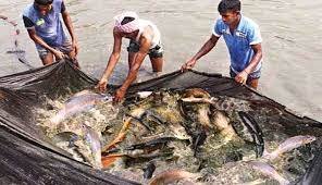 চাহিদার উদ্বৃত্ত মাছ উৎপাদন করছে ফেনীর মৎস্য চাষীরা