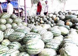 কুমিল্লার হাট বাজার তরমুজে ভরপুর 4 কুমিল্লার হাট বাজার তরমুজে ভরপুর