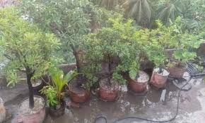 কুমিল্লার আব্দুর রবের ছাদবাগানটি যেন এক টুকরো সবুজ উদ্যান