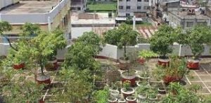 কুমিল্লার আব্দুর রবের ছাদবাগানটি যেন এক টুকরো সবুজ উদ্যান