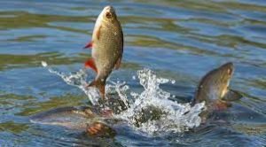 যশোরে মাছ চাষ ও রেণু পোনা উৎপাদনে সাফল্য অব্যাহত