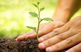 বরগুনায় প্রচুর গাছের চারা রোপণ করা হচ্ছে