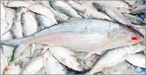 বরগুনায় বঙ্গোপসাগর মোহনাসহ তিনটি নদীতে ইলিশ ধরা পড়ছে 2 বরগুনায় বঙ্গোপসাগর মোহনাসহ তিনটি নদীতে ইলিশ ধরা পড়ছে