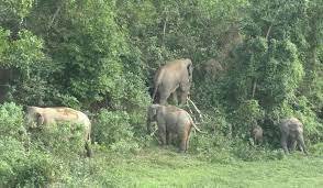 শেরপুরে হাতির অভয়ারণ্য গড়ে তোলা হচ্ছে
