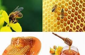 রাবি শিক্ষার্থী নাহিদ পড়াশোনার পাশাপাশি মৌ-চাষেও সফল 8 রাবি শিক্ষার্থী নাহিদ পড়াশোনার পাশাপাশি মৌ-চাষেও সফল