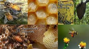 রাবি শিক্ষার্থী নাহিদ পড়াশোনার পাশাপাশি মৌ-চাষেও সফল 7 রাবি শিক্ষার্থী নাহিদ পড়াশোনার পাশাপাশি মৌ-চাষেও সফল