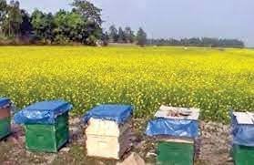 রাবি শিক্ষার্থী নাহিদ পড়াশোনার পাশাপাশি মৌ-চাষেও সফল 5 রাবি শিক্ষার্থী নাহিদ পড়াশোনার পাশাপাশি মৌ-চাষেও সফল