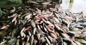 বরিশালের উজিরপুরের সাদা মাছ বাজারের সুনাম রয়েছে দেশজুড়ে 3 বরিশালের উজিরপুরের সাদা মাছ বাজারের সুনাম রয়েছে দেশজুড়ে