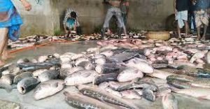 বরিশালের উজিরপুরের সাদা মাছ বাজারের সুনাম রয়েছে দেশজুড়ে 2 বরিশালের উজিরপুরের সাদা মাছ বাজারের সুনাম রয়েছে দেশজুড়ে